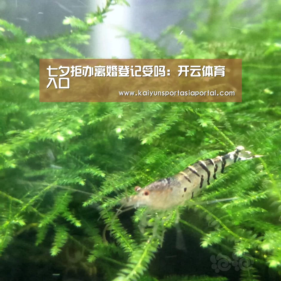 七夕拒办离婚登记妥吗:开云体育入口(图1) 开云平台